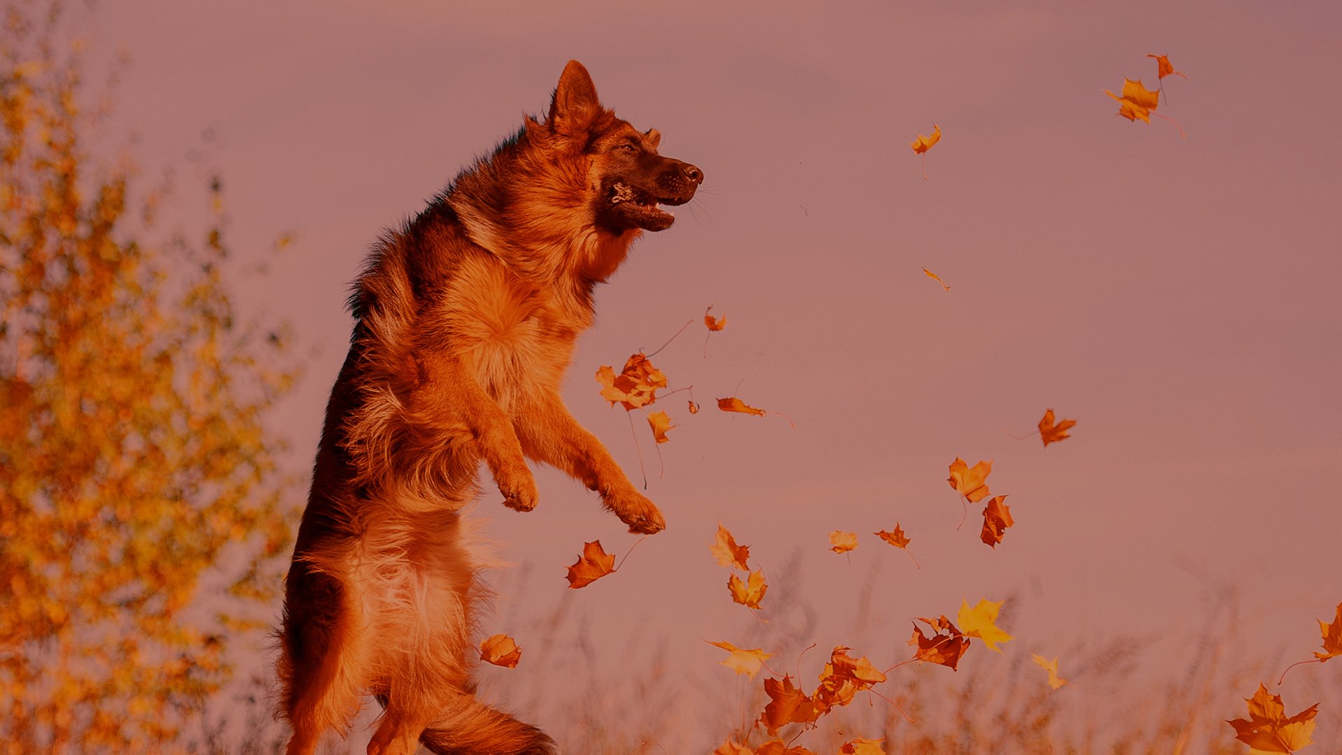 Dog Training Boise Id Puppy Trainers Positive Pets Dog Training