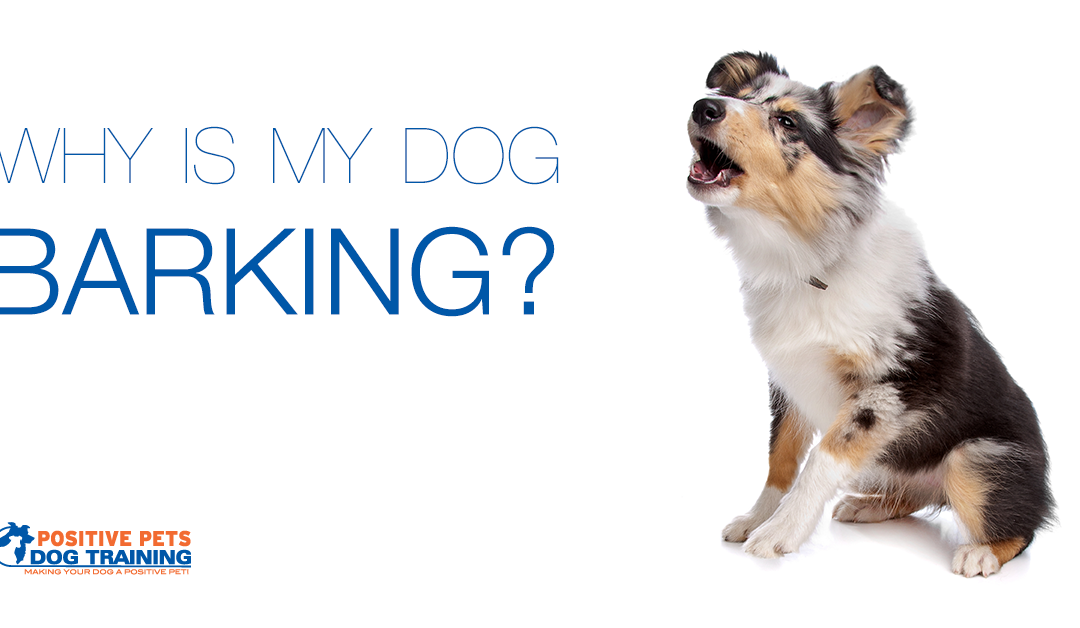 Why is My Dog Barking?