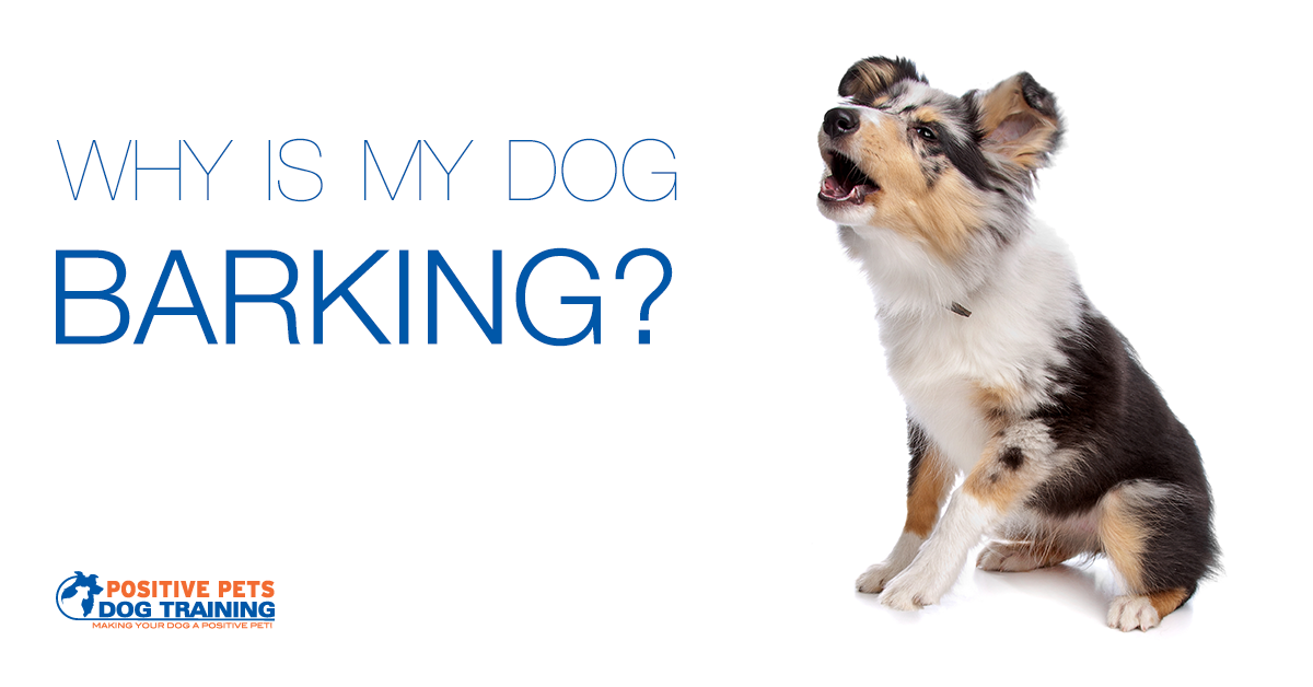 Why is My Dog Barking? Positive Pets Dog Training Boise, ID Puppy