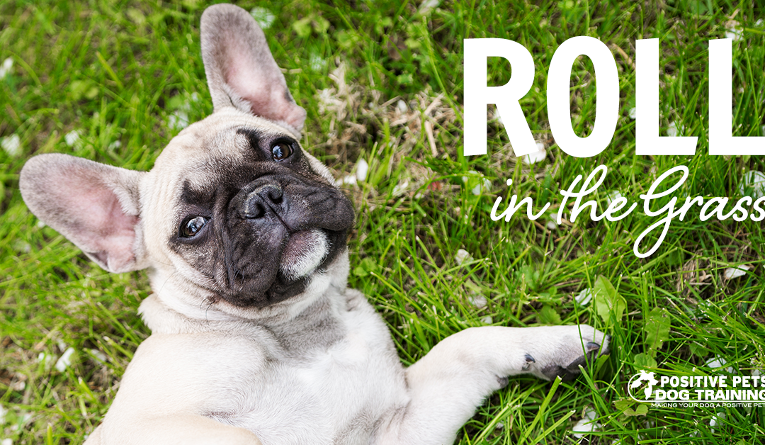 Why Your Dog Rolls In the Grass