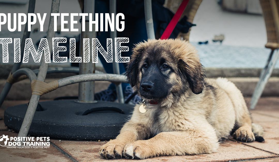 Puppy Teething Timeline