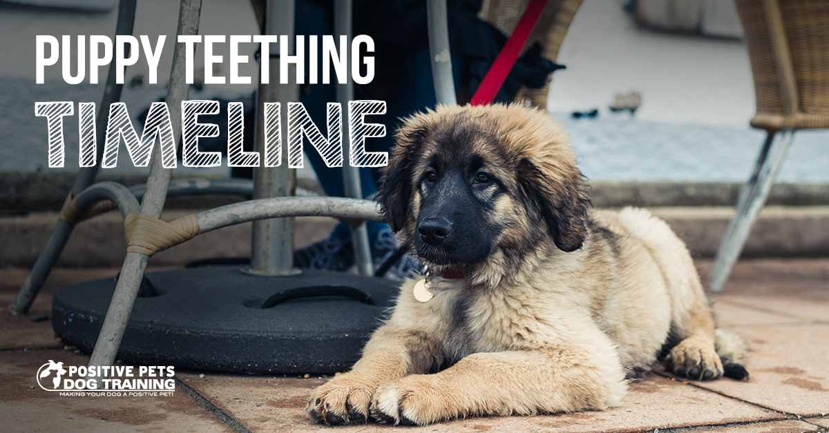 Puppy Teething Timeline Positive Pets Dog Training Boise ID Puppy puppy-teething-timeline-positive-pets-dog-training-boise-id-puppy