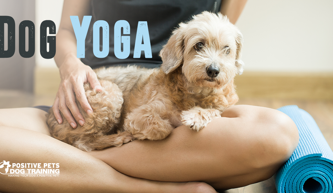 Doing Yoga with Your Dog