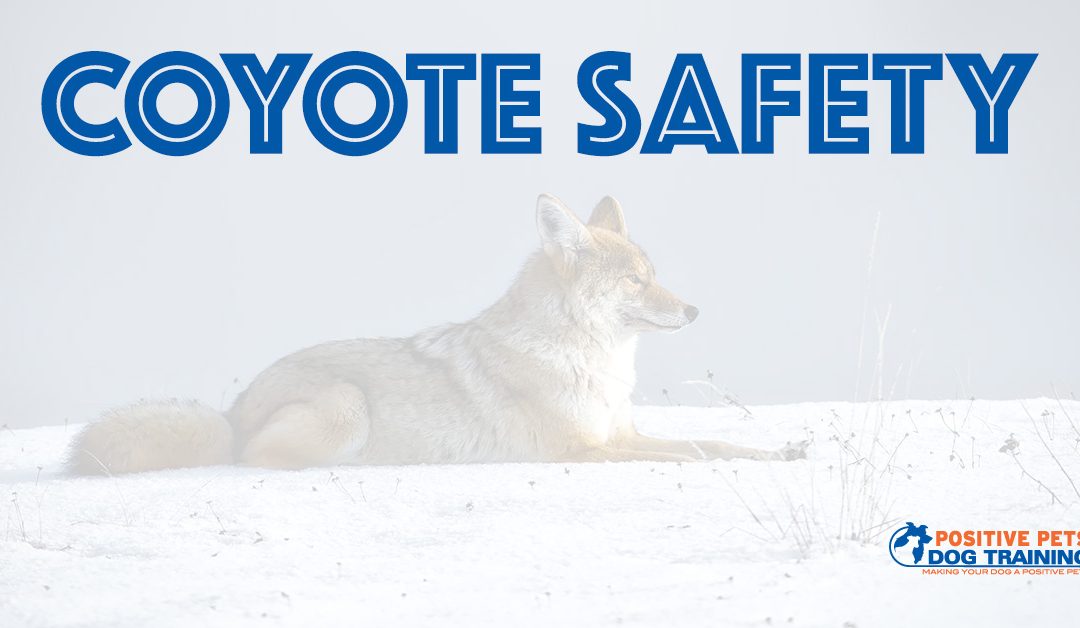 Being Aware of Coyotes