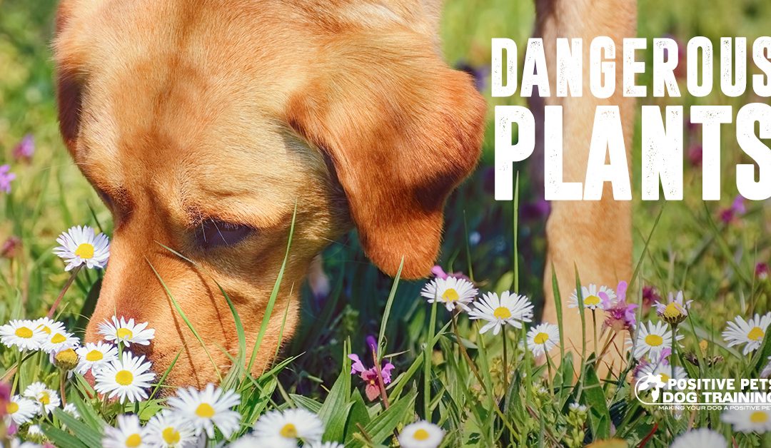 Plants that are Dangerous for Dogs