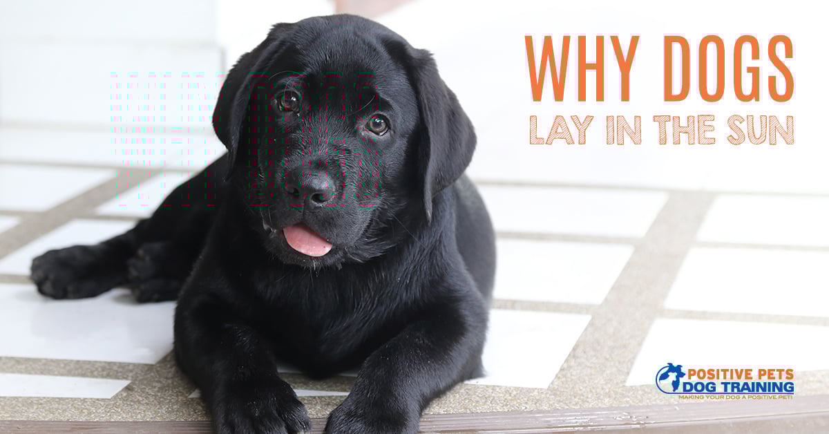 Why Dogs Lay in the Sun Positive Pets Dog Training Boise, ID Puppy