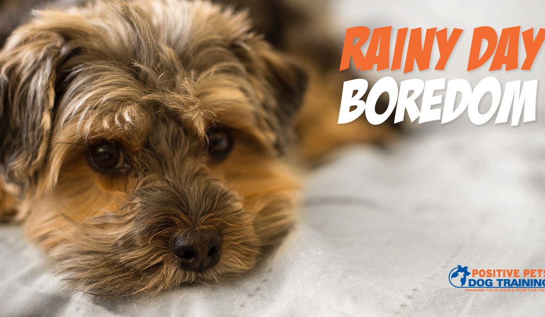 Rainy Day Activities for Your Dog