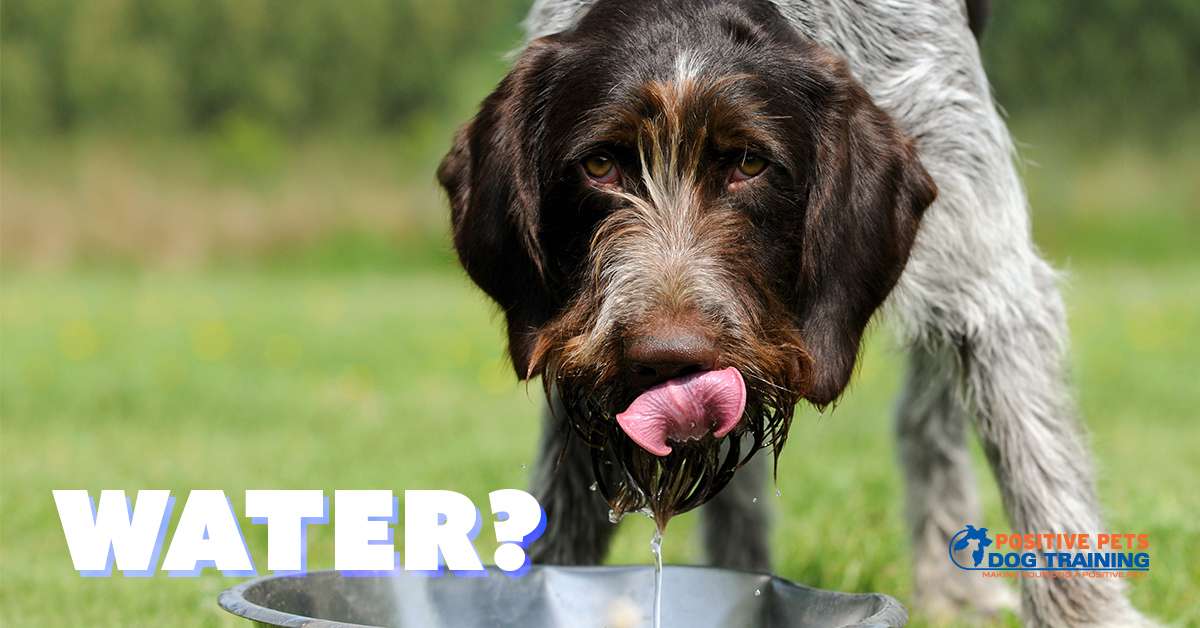 How Much Water Does My Dog Need? Positive Pets Dog Training Boise, ID