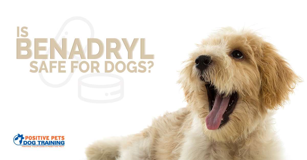 Is benadryl safe deals for my dog