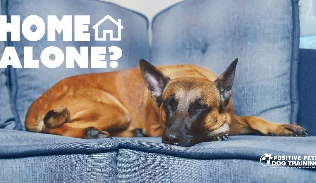 How Long Can My Dog Be Alone?