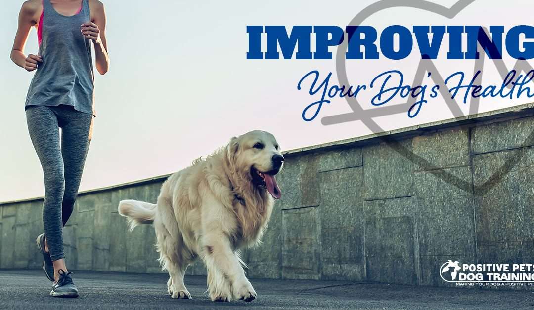 Improving Your Dog’s Health