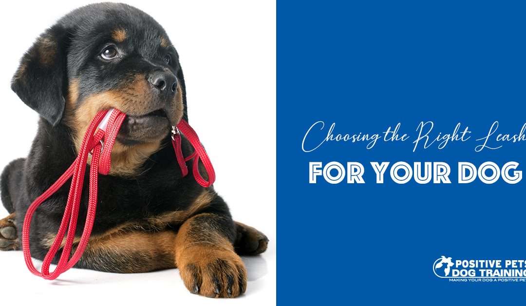 How to Pick the Right Leash for Your Puppy