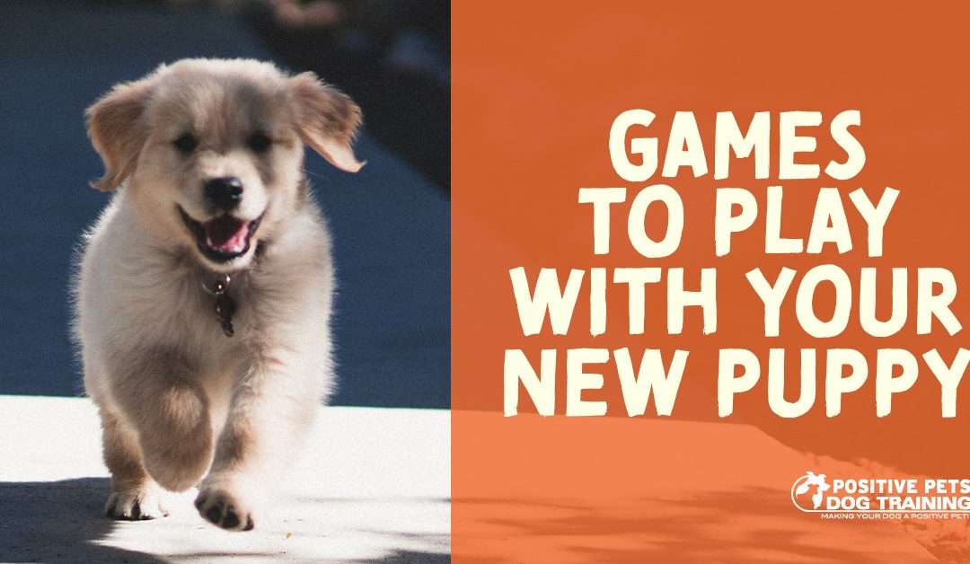 Games to Play with Your New Puppy