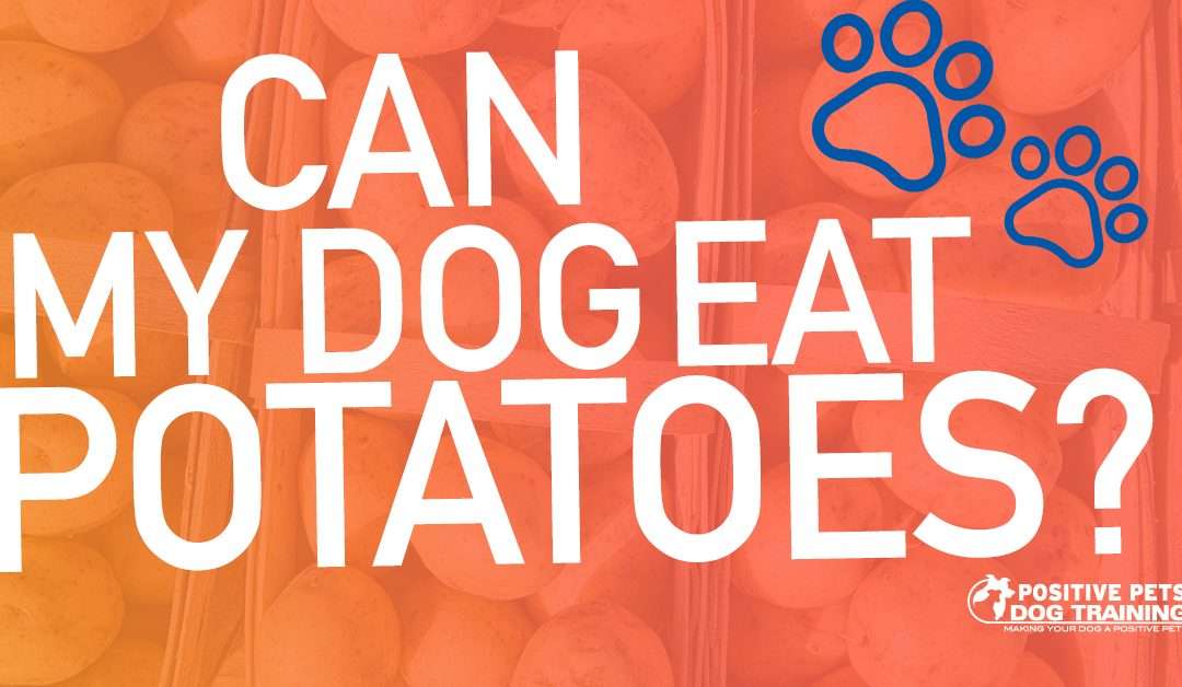 Can My Dog Eat Potatoes?