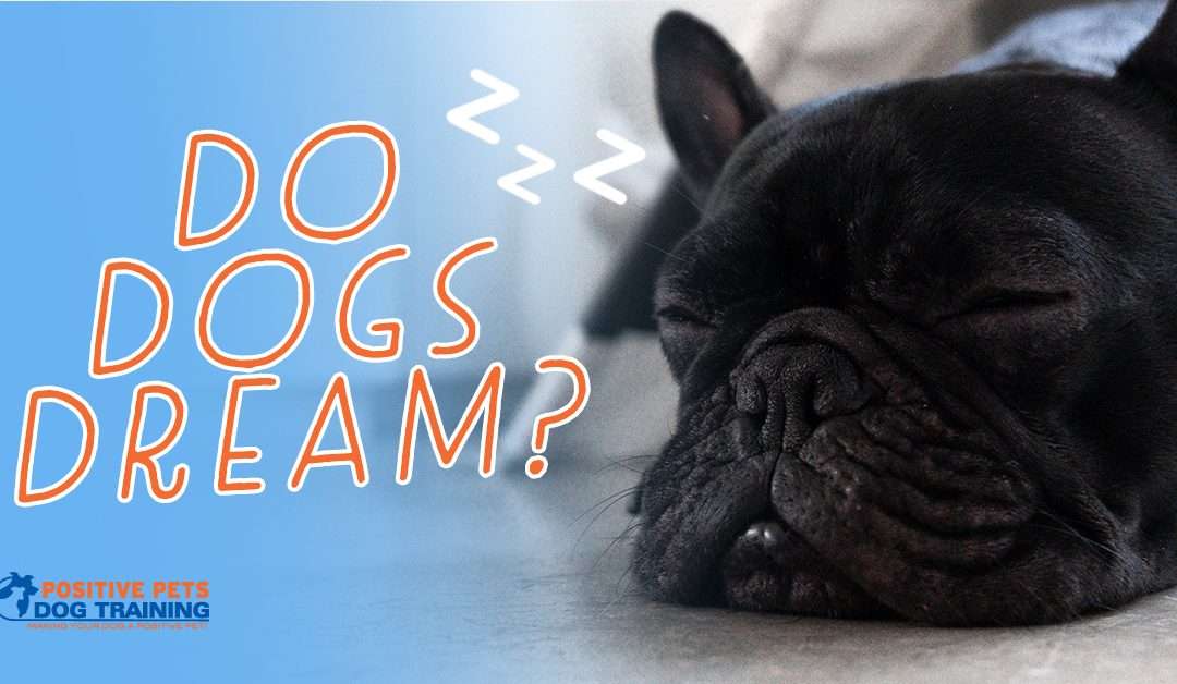 Do Dogs Dream While They Sleep?