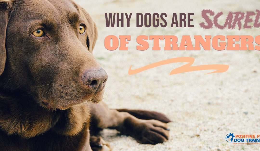Why Dogs Are Scared of Strangers