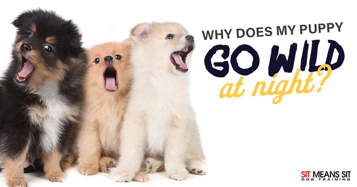 Why Does My Puppy Go Wild at Night? Positive Pets Dog Training Boise, ID Puppy Trainers