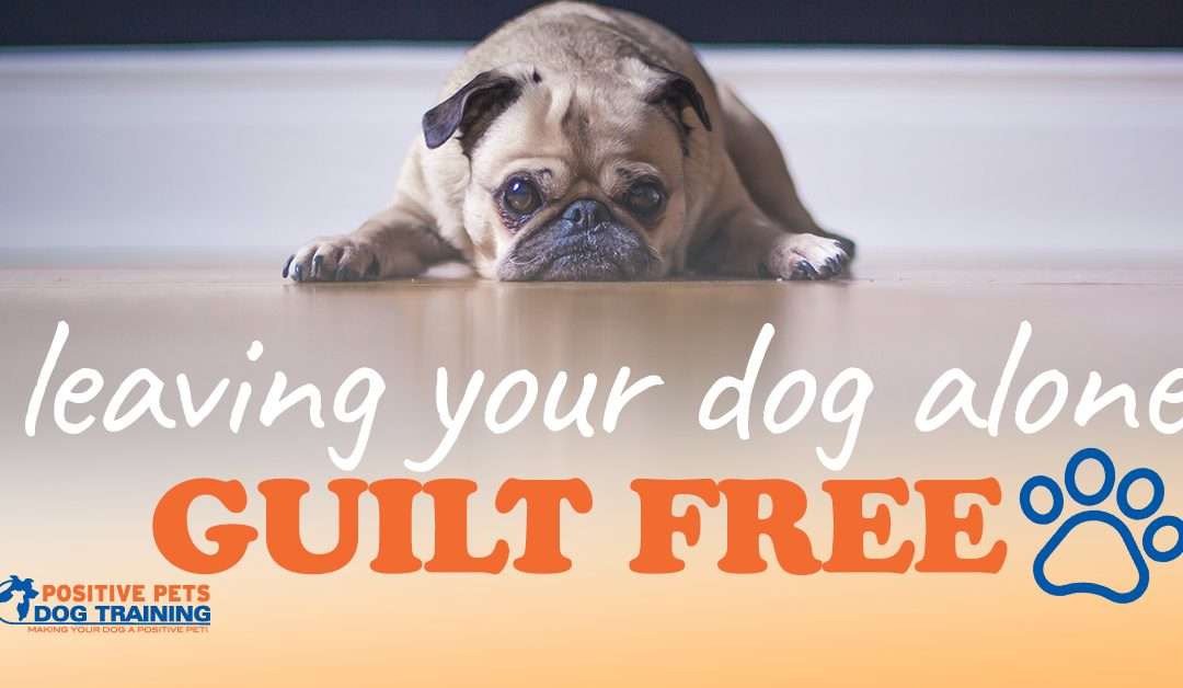 Tips for Leaving Your Dog Alone Guilt Free
