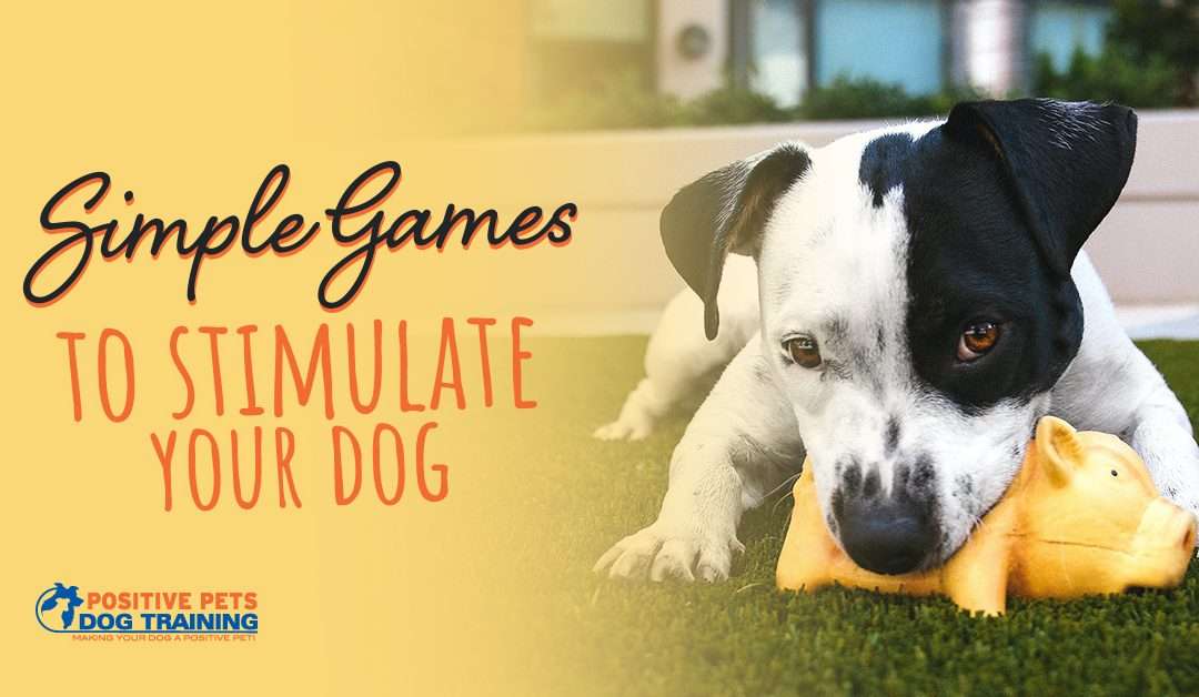 Simple Games to Stimulate Your Dog