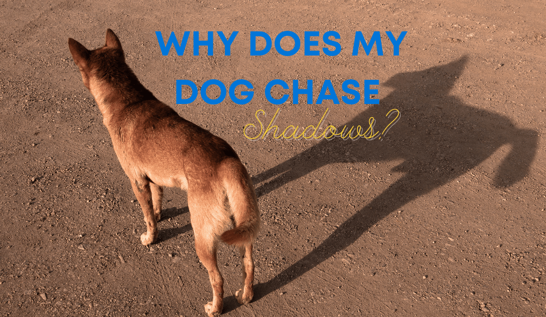 Why Does My Dog Chase Shadows?