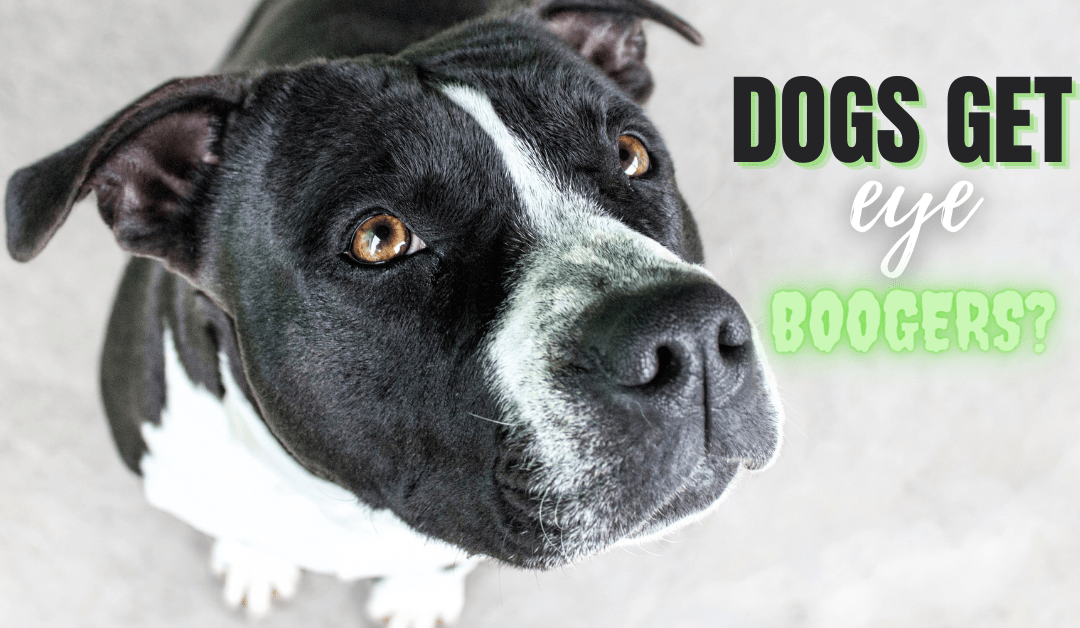 Why Does My Dog Get Eye Boogers?