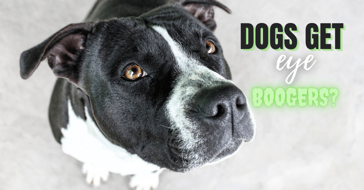 Why Does My Dog Get Eye Boogers? Positive Pets Dog Training Boise, ID