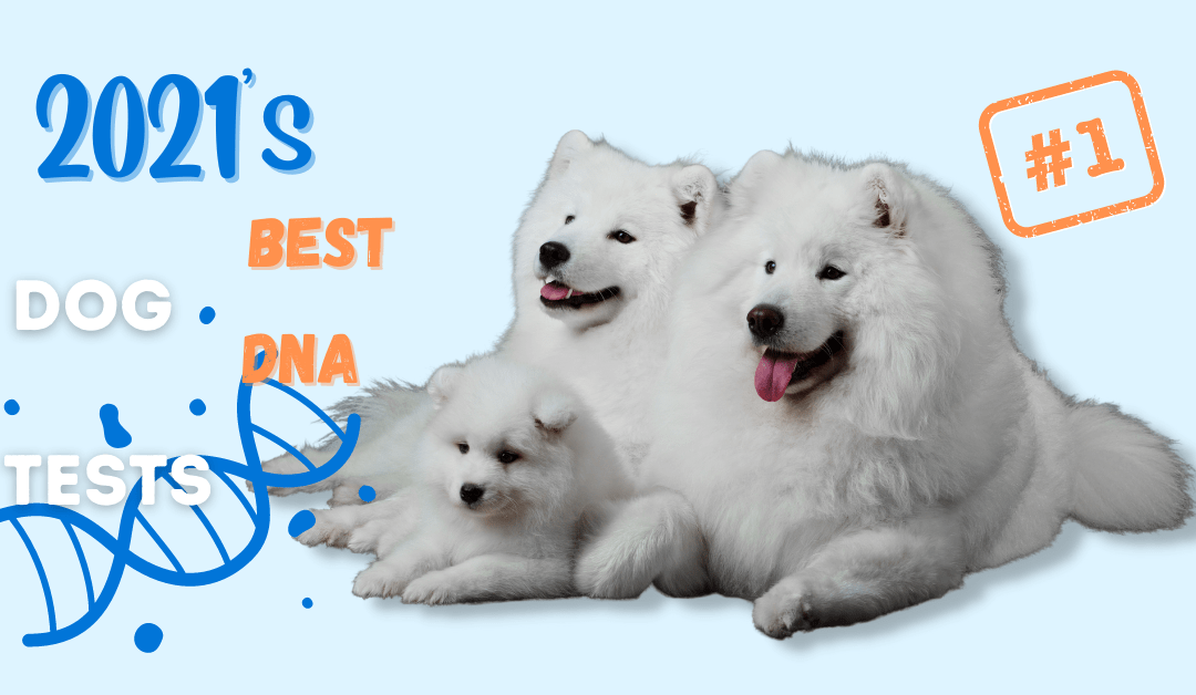 2021’s Best Dog DNA Tests