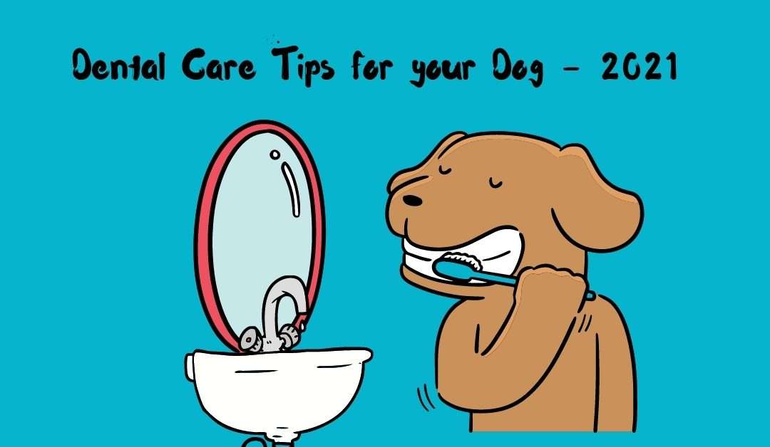 Dental Care Tips for your Dog – 2021