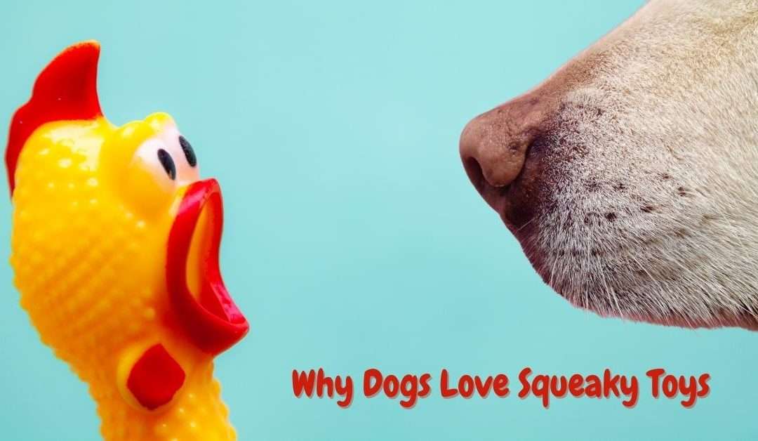 Why Dogs Love Squeaky Toys