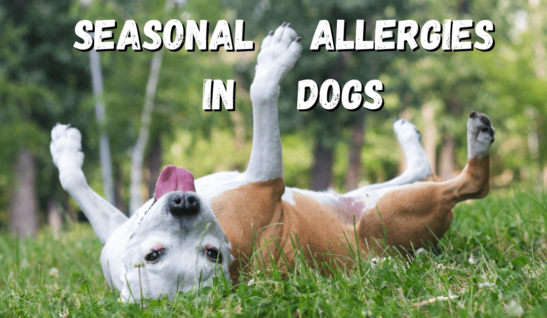 How to Know if Your Dog Has Seasonal Allergies