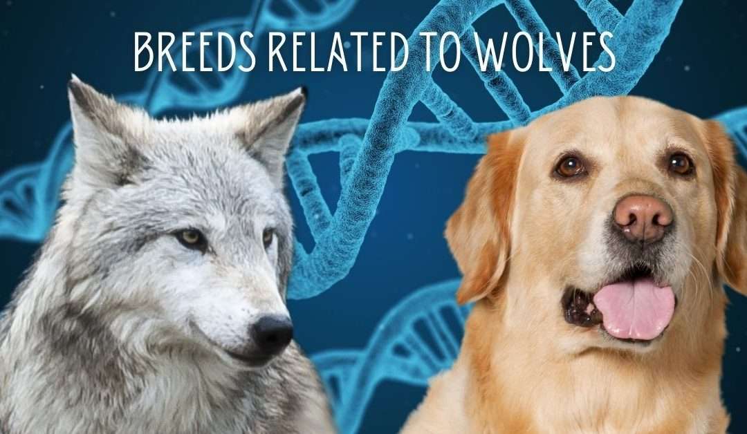 Dog Breeds Closely Related to Wolves