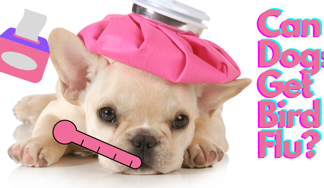 Could the Bird Flu Outbreak Affect Your Dog?