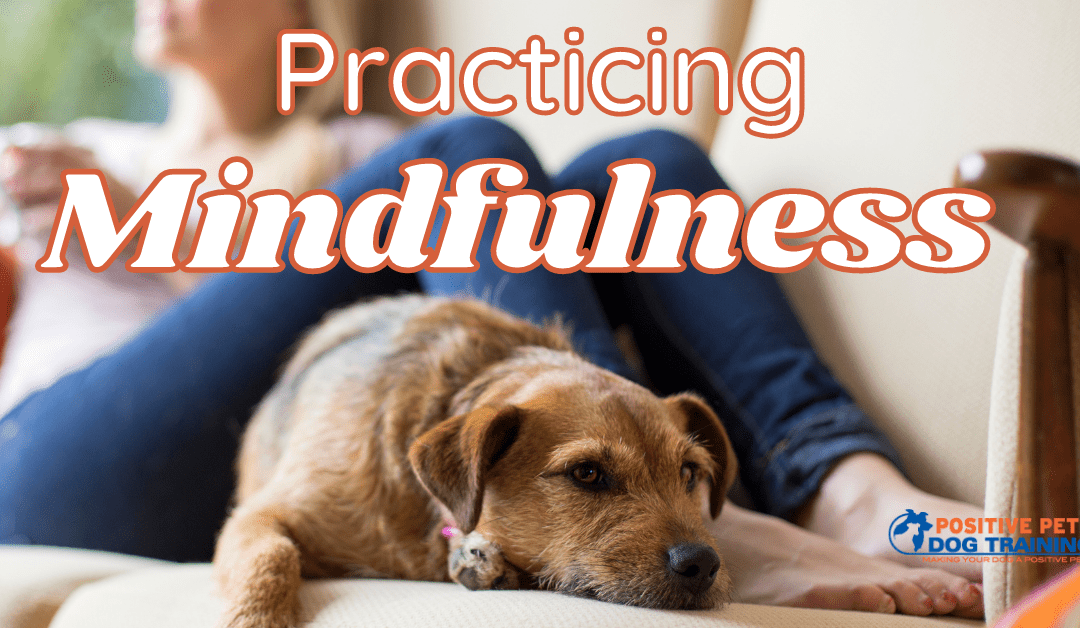 Practicing Mindfulness with your Pup