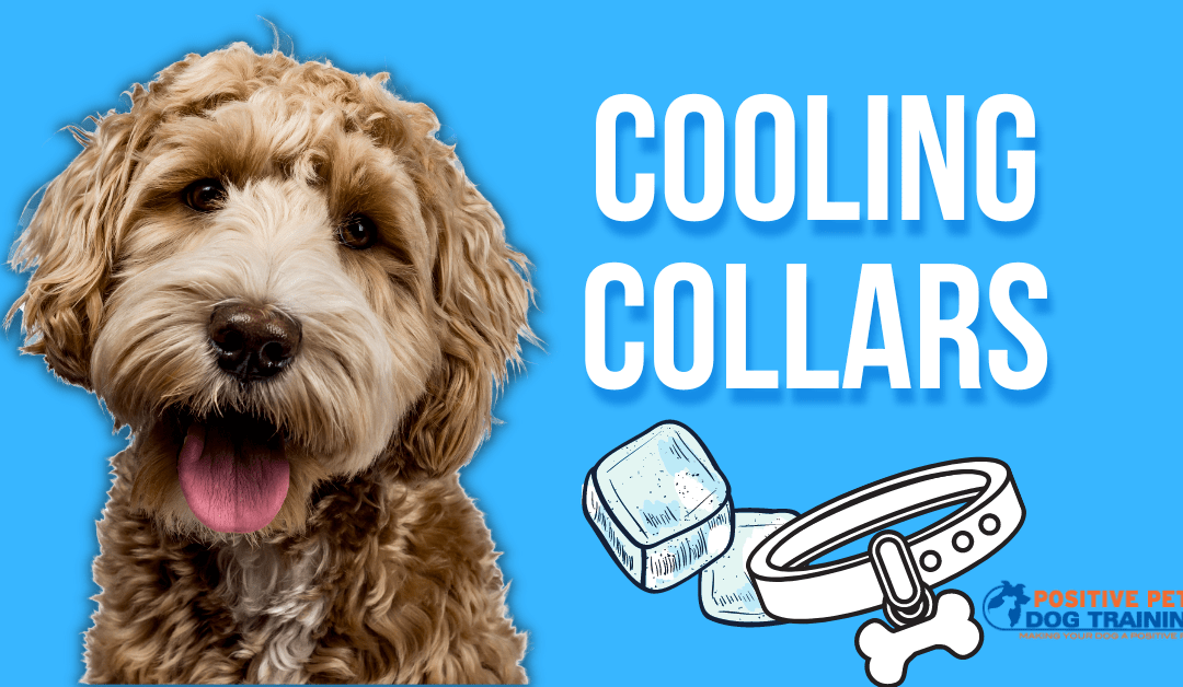 The Best Cooling Collars for Dogs