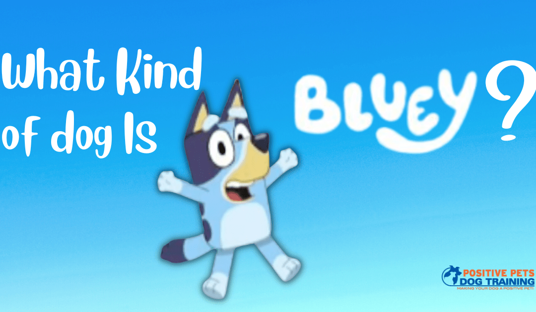 What Kind of Dog is Bluey?