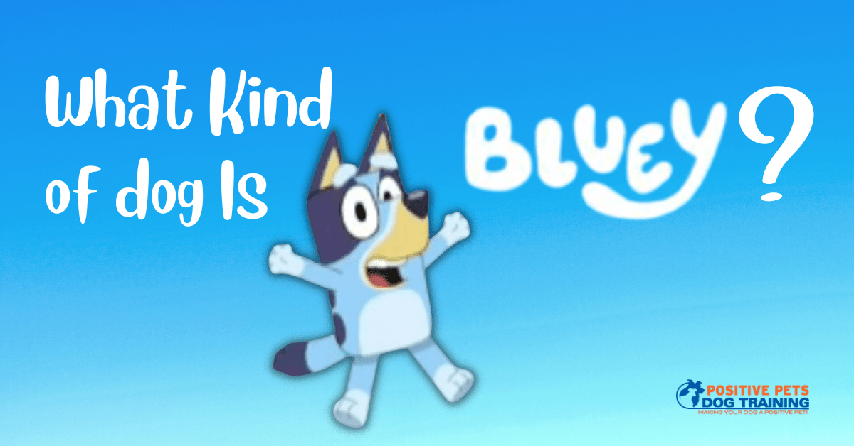 Bluey dog sales