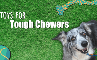 Dog Toys for the Toughest Chewers