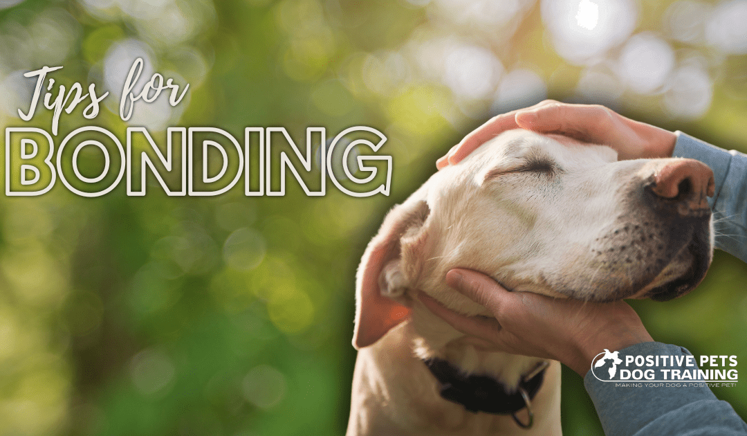 Tips for Bonding with Your Partner’s Dog