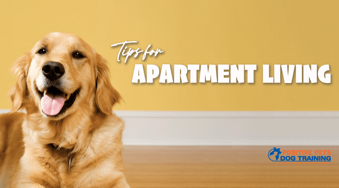 Tips for Apartment Life with a Dog