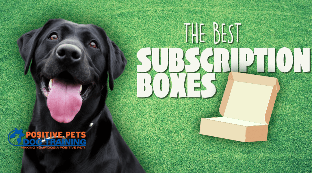 The Best Subscription Boxes for Dogs