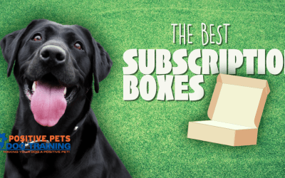 The Best Subscription Boxes for Dogs