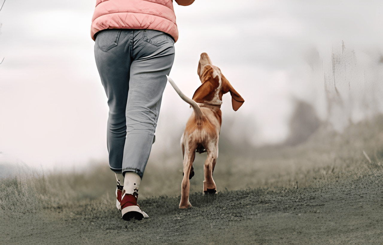 Ulitimate Dog Training Programs Positive Pets Dog Training Boise, ID