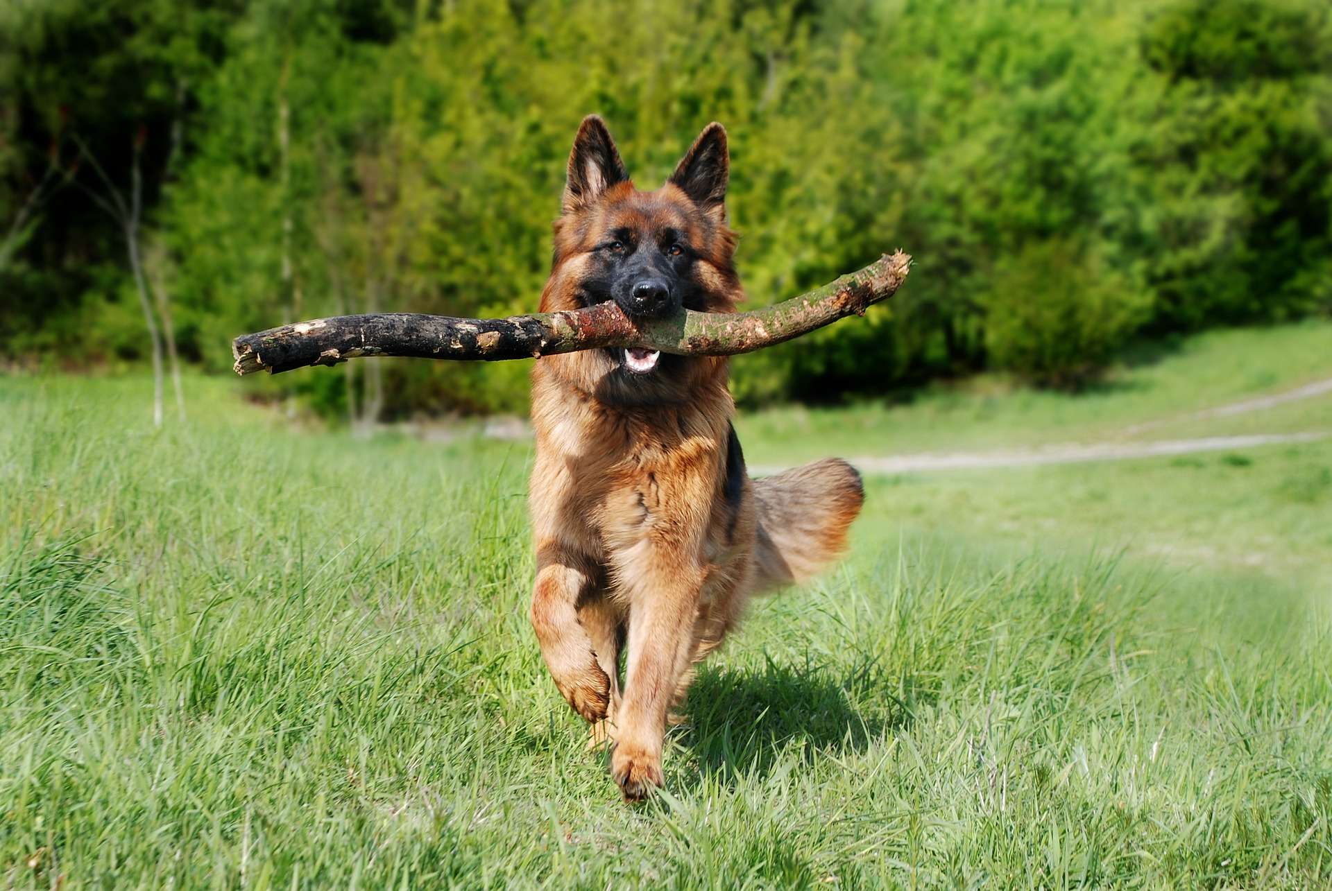 shepherd-dog-4231383_1920 Puppies