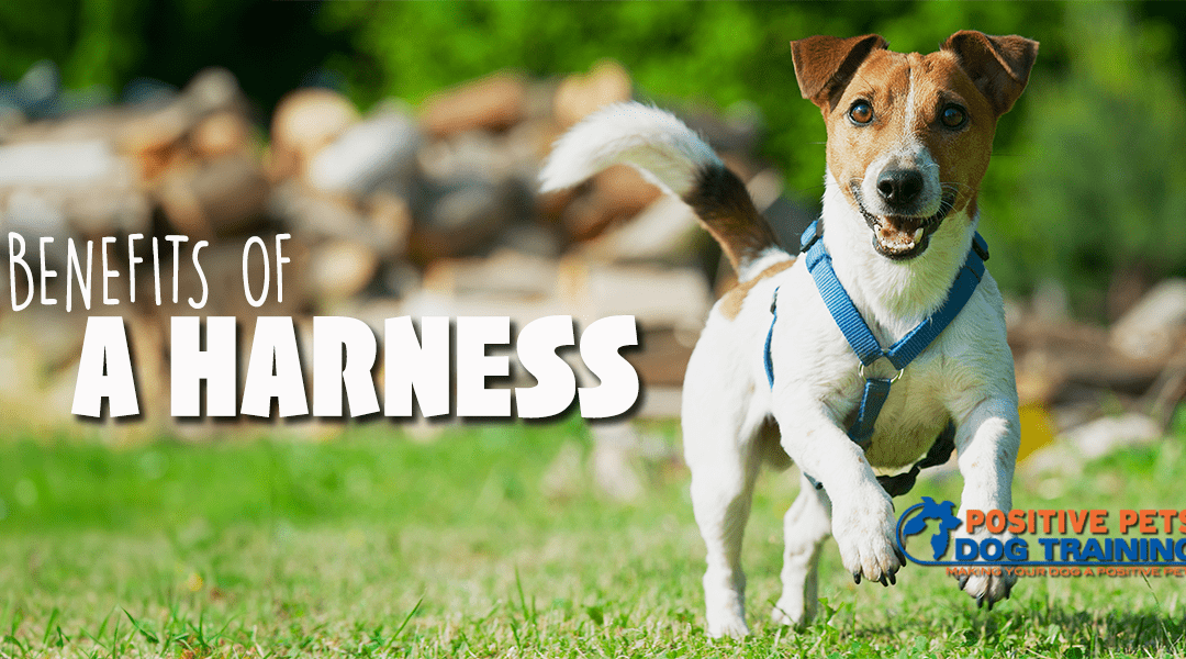 Benefits of Using a Dog Harness