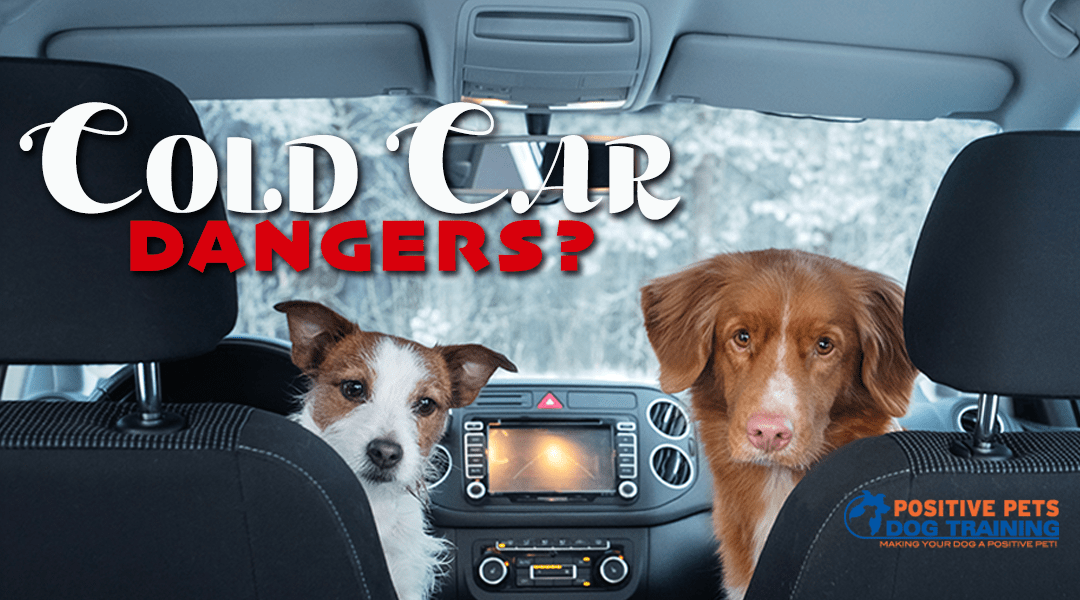 The Dangers of Leaving Your Dog in a Cold Car