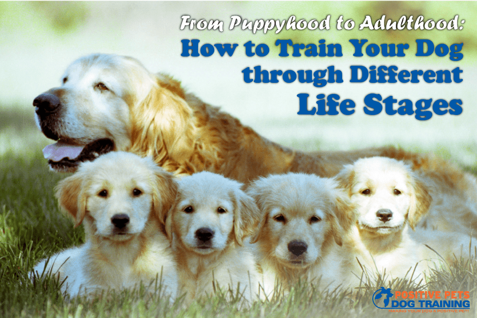 From Puppyhood to Adulthood: How to Train Your Dog through Different Life Stages