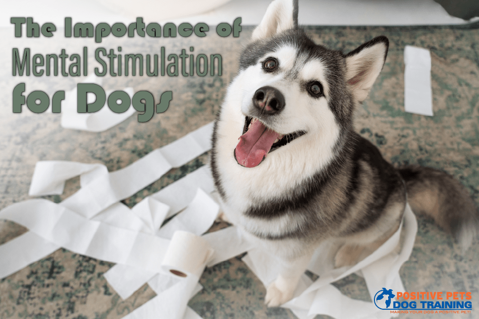 The Importance of Mental Stimulation for Dogs