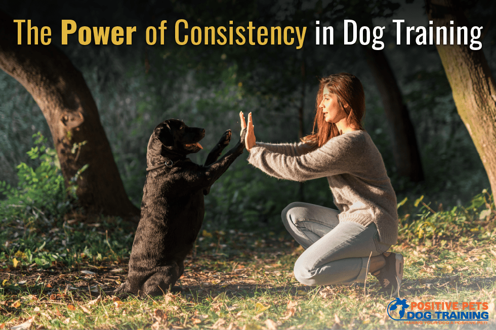 The Power of Consistency in Dog Training at Positive Pets, Boise, ID