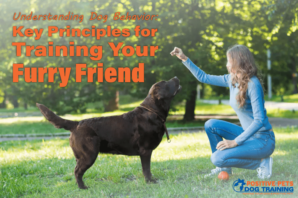 Understanding Dog Behavior: Key Principles for Training Your Furry Friend