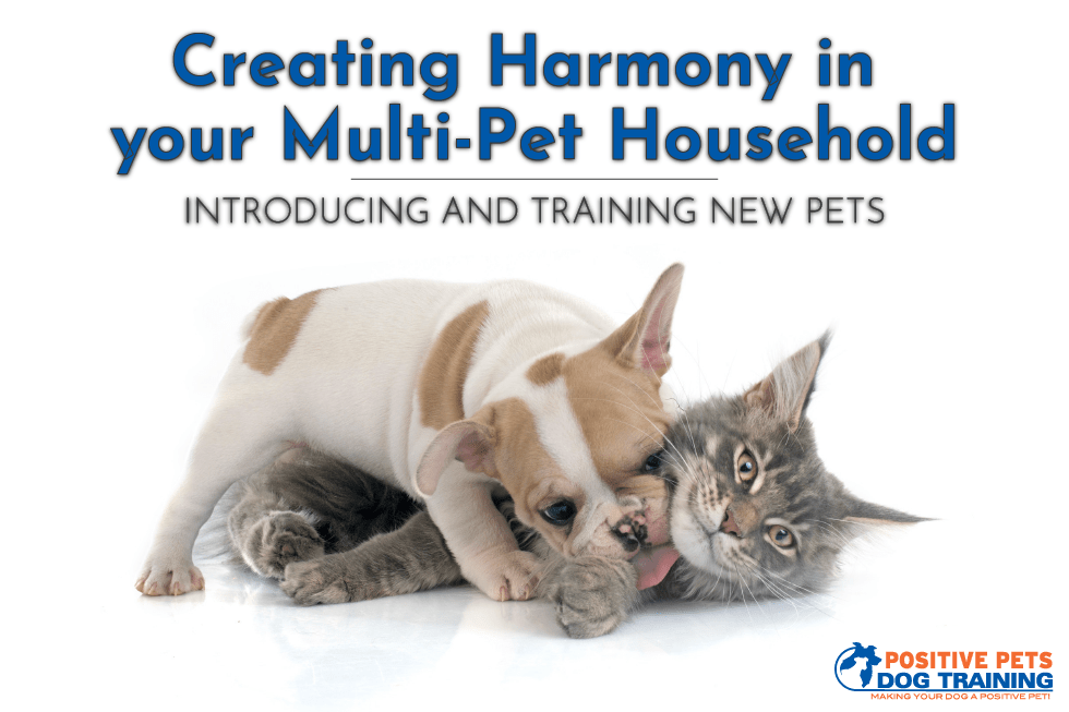 Creating Harmony in Your Multi-Pet Household: Introducing and Training New Pets